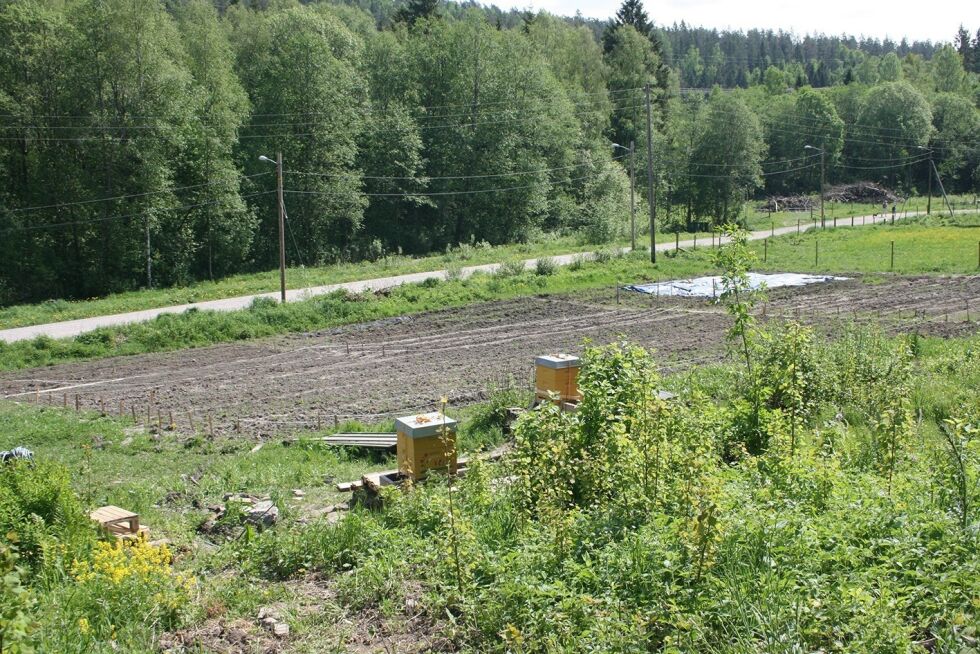 ENGA: På husmannsplassen Enga er årets grønnsaker sådd. Biene i bikubene foran lager ivrig honning, og enser ikke mennesker selv når man står rett ved siden av.
