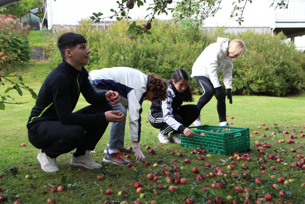 HJELP I HAGEN: Vedlikehold av hagen, maling av gjerder, vasking og rydding er alle arbeidsoppgaver ungdommen kan bidra med. I fjor var flere av ungdommene med Líf Laga rundt i nærmiljøets eplehager for å plukke epler.